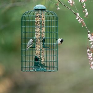Birds feeder And cage